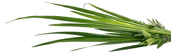 L'huile essentielle de Palmarosa